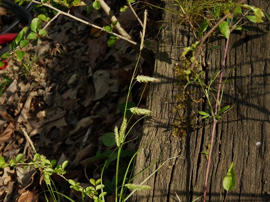 {Carex cherokeensis}